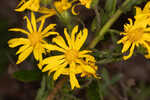 Lynn Haven goldenaster